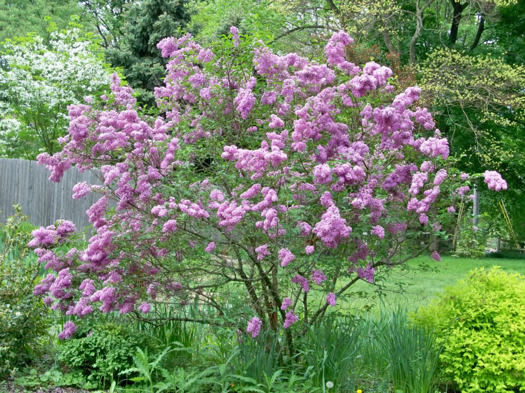 Persian Lilac