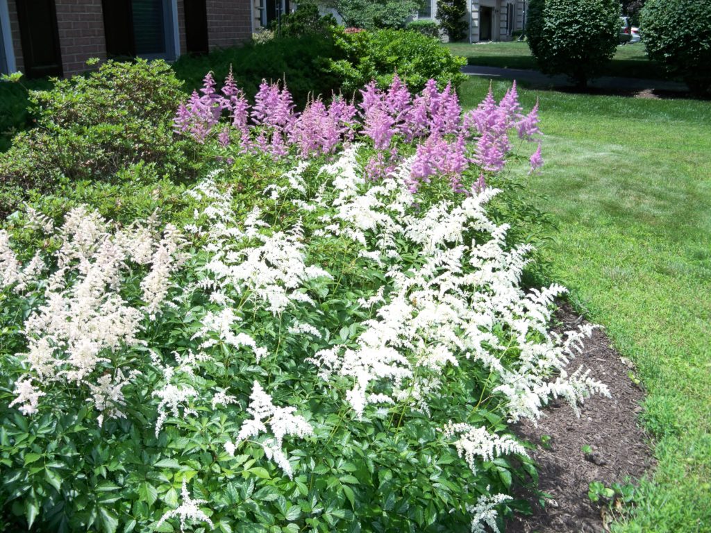 Deer resistant perennials: Astilbes