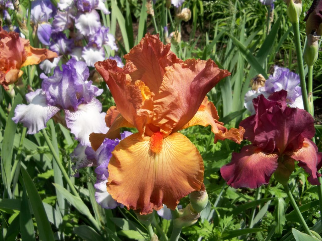 Deer resistant perennials: Bearded Iris