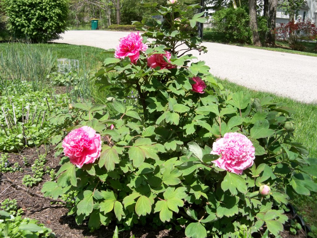 Tree peony