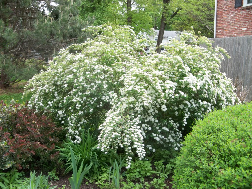 Vanhoutte Spirea