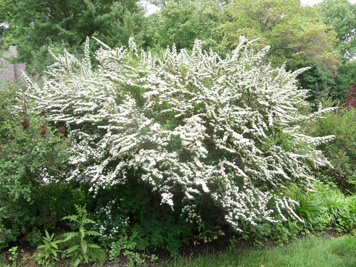 deer resistant shrubs for the Northeast