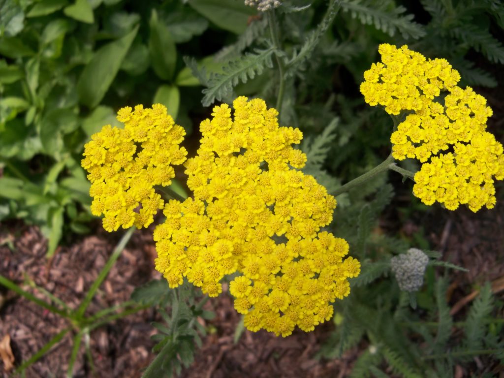 Deer resistant perennials: Yarrow