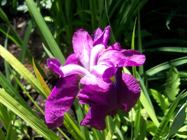 Growing and caring for Irises in the Northeast