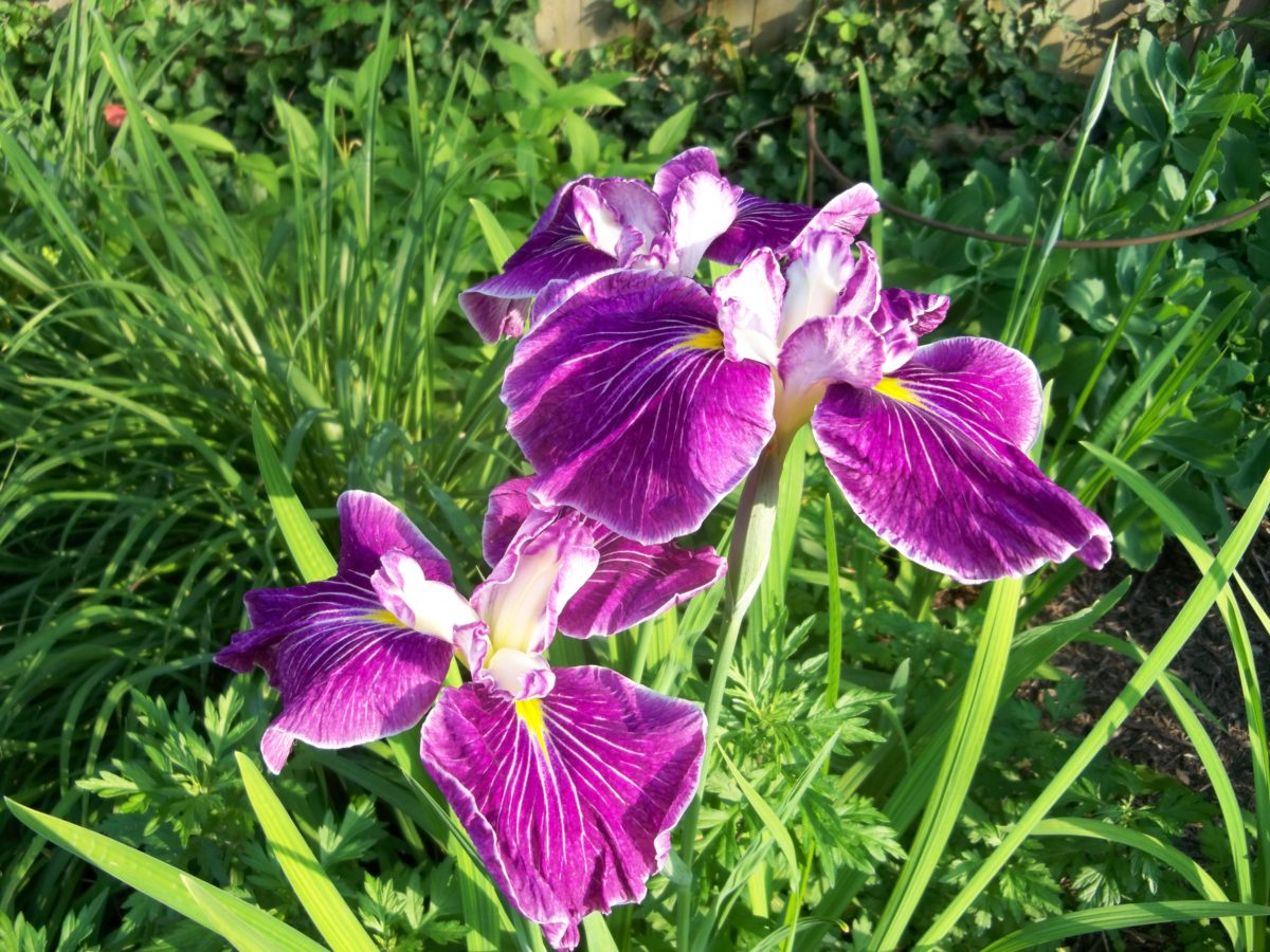 Growing and caring for Irises in the Northeast