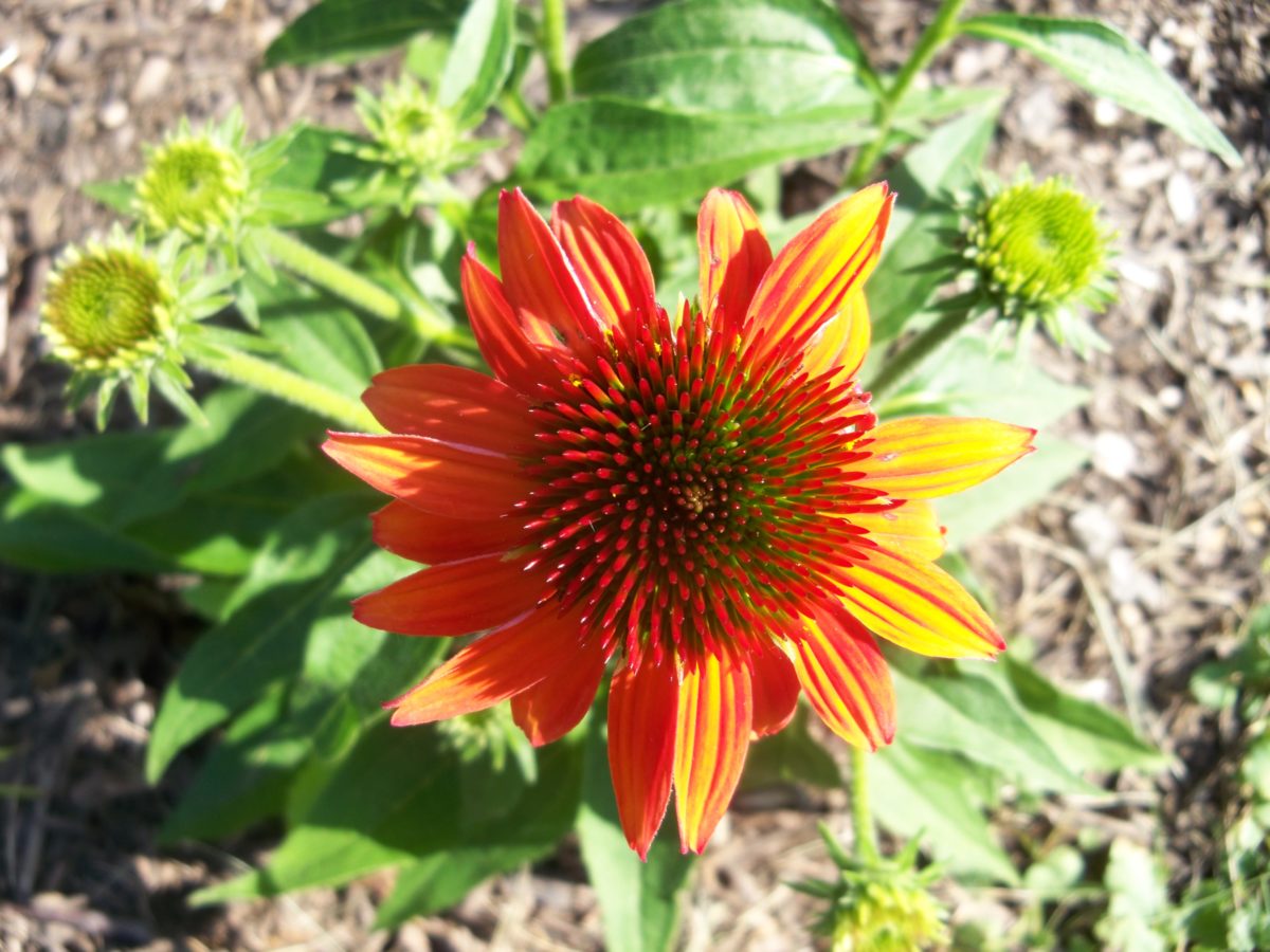 Growing and Caring for Coneflowers in the Northeast