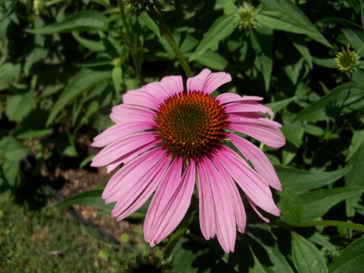 Growing and Caring for Coneflowers in the Northeast