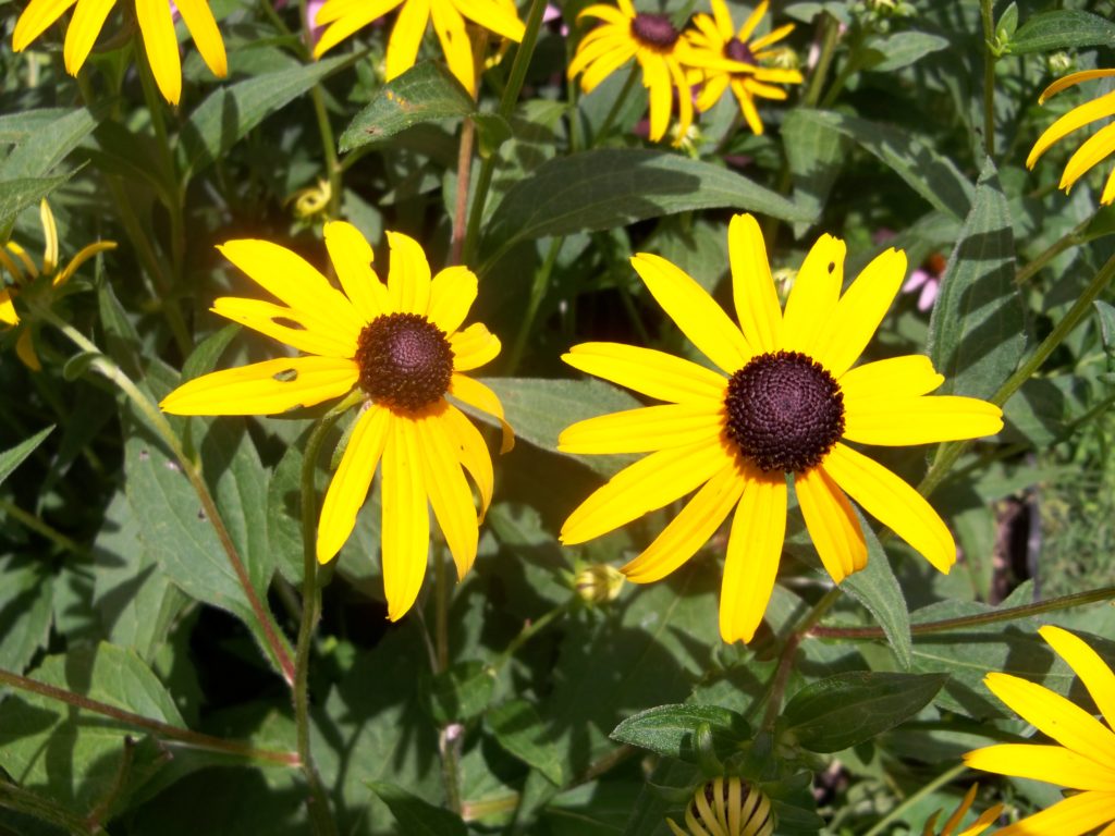 Deer resistant perennials: Black-eyed Susan