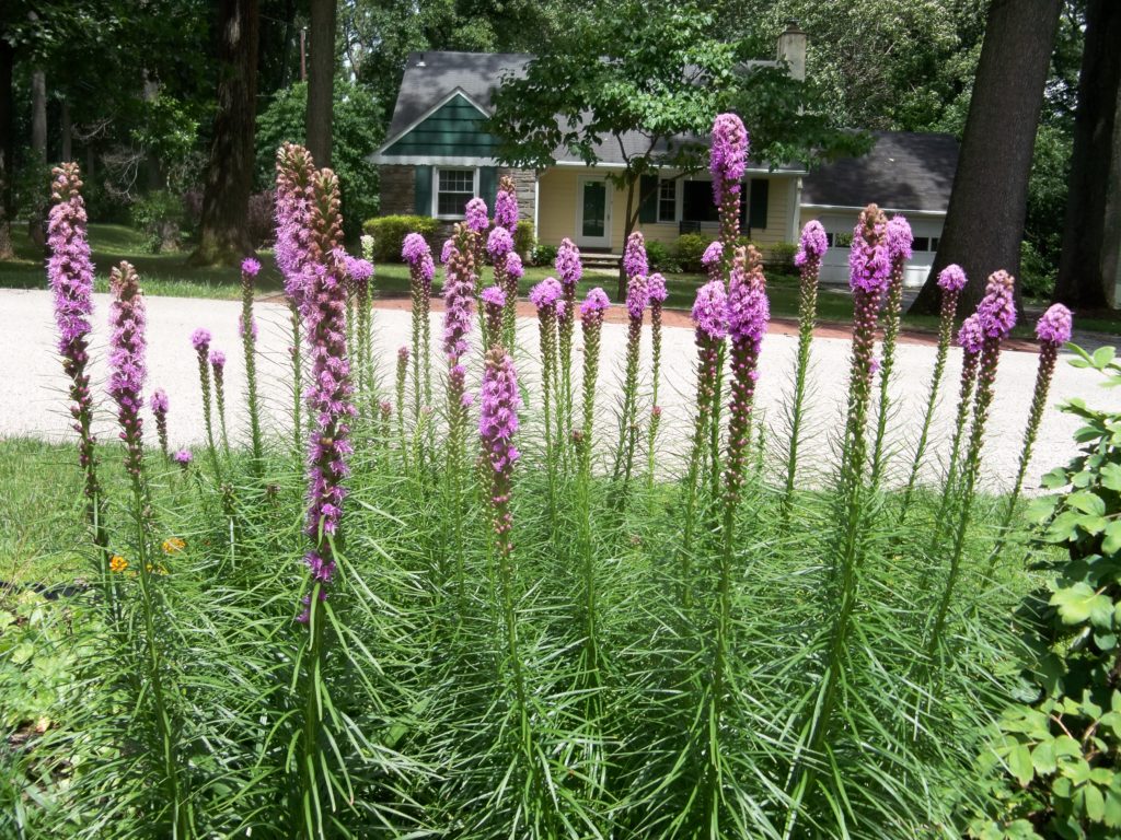 Deer resistant perennials: Blazing star