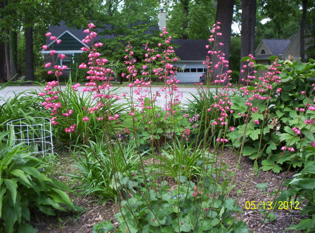 Coral Bells