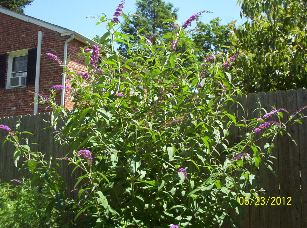 Butterfly bush