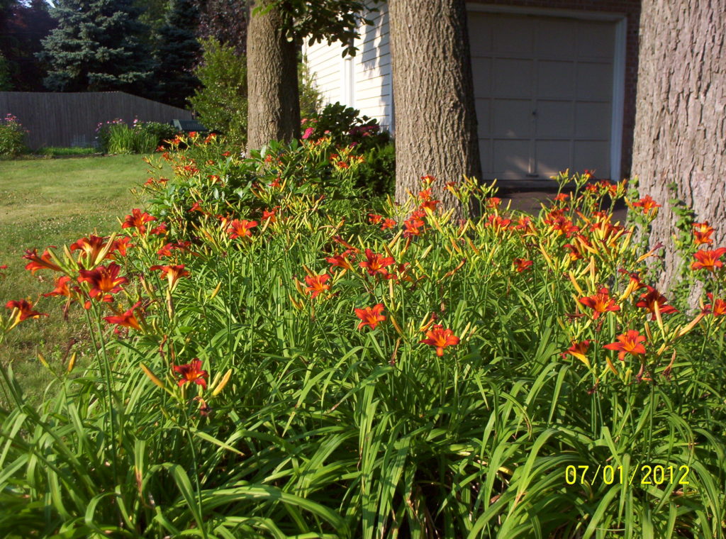 Deer resistant landscaping designs: Ground cover daylilies under trees