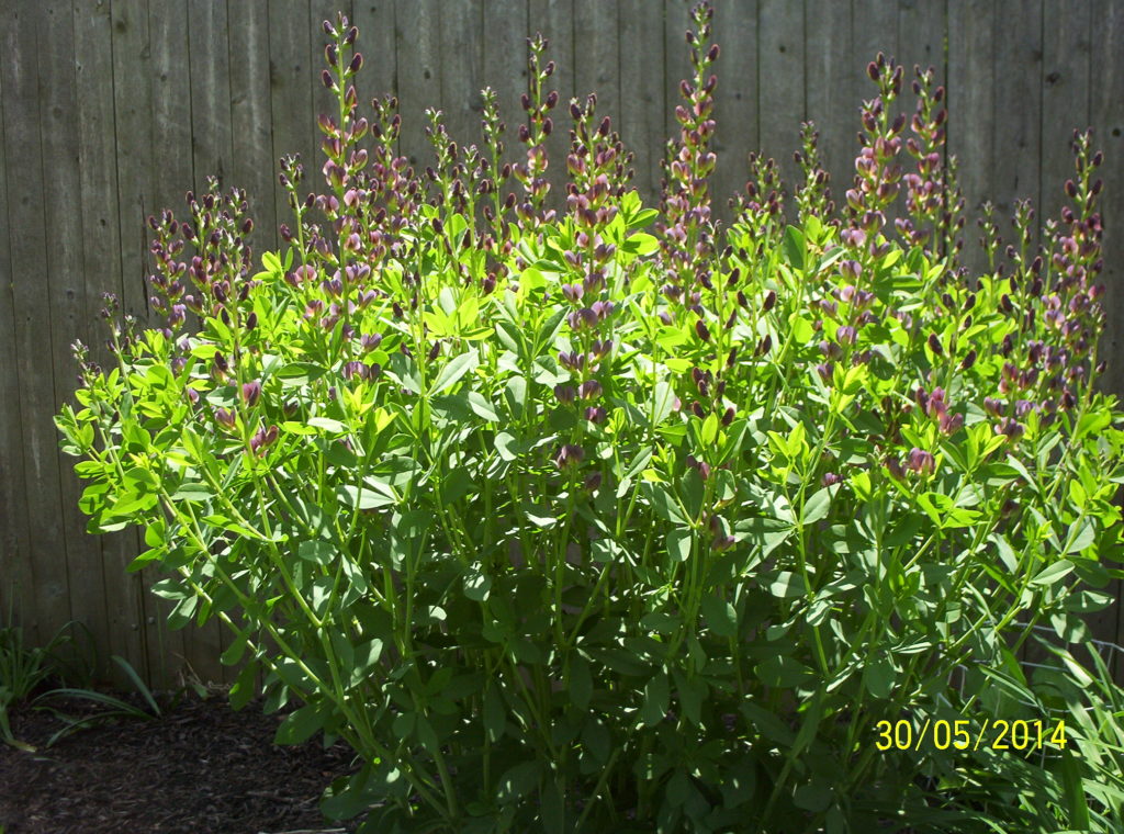 Deer resistant perennials: False Indigo