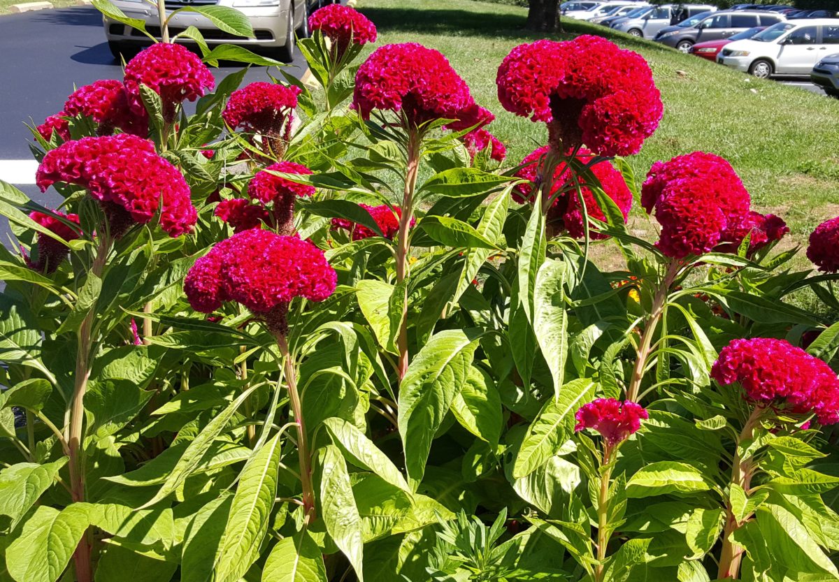 List of deer resistant annuals for the Northeast