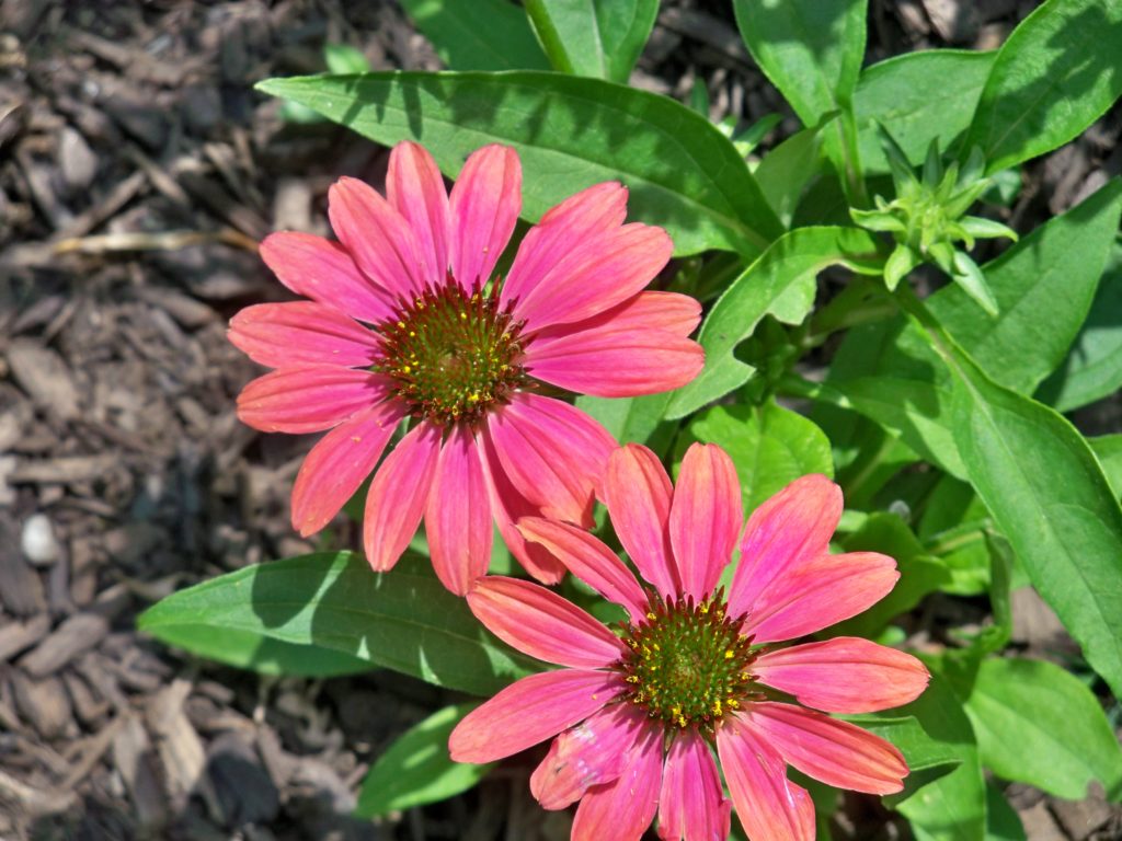 Caring for coneflowers