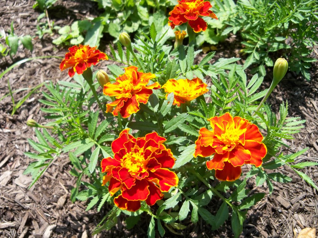 Deer resistant annuals: Marigold