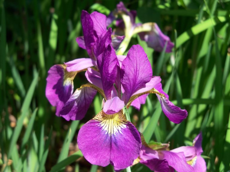 Growing and caring for Irises in the Northeast