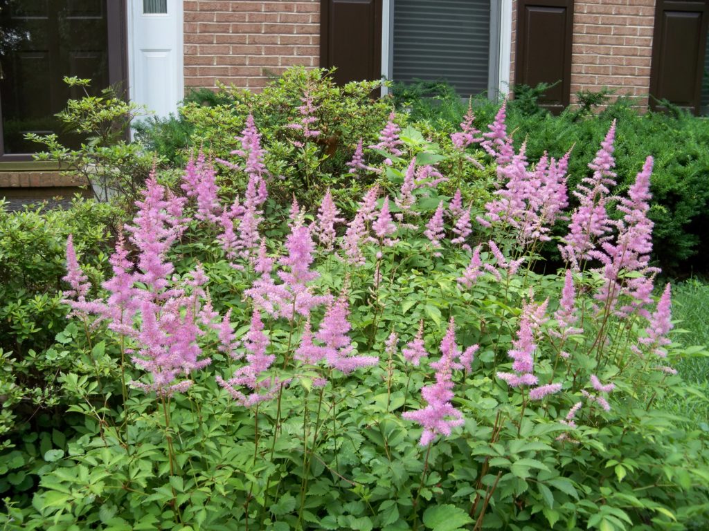Growing and caring for astilbes