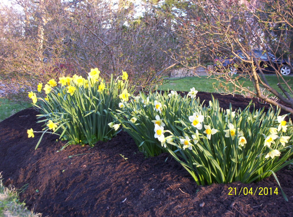 Deer resistant perennials: Daffodil