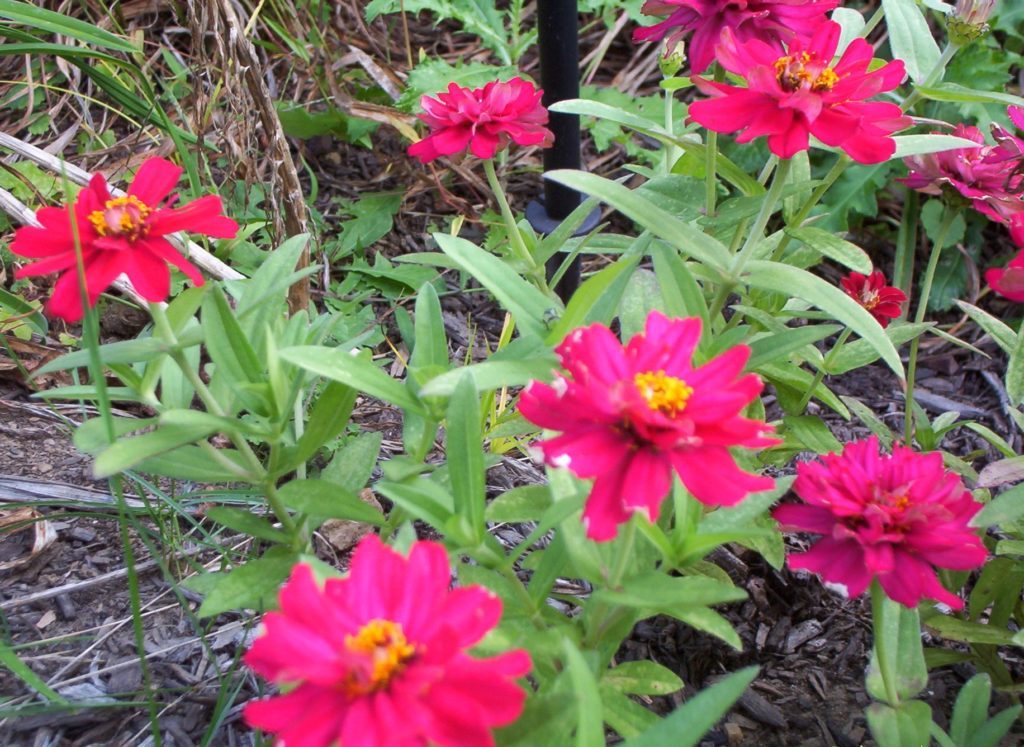 Deer resistant annuals: Zinnia