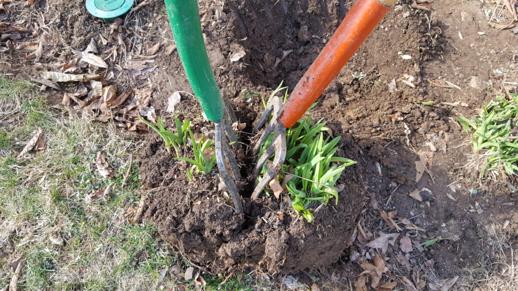 Caring for daylilies: division.