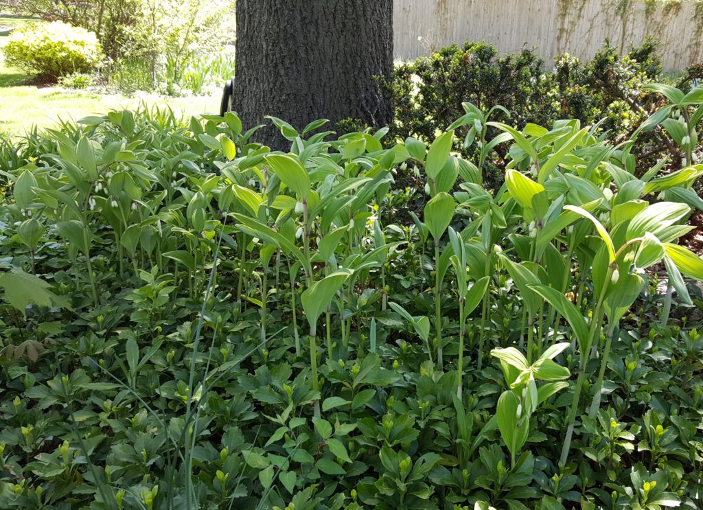 Deer resistant perennials: Solomon's Seal