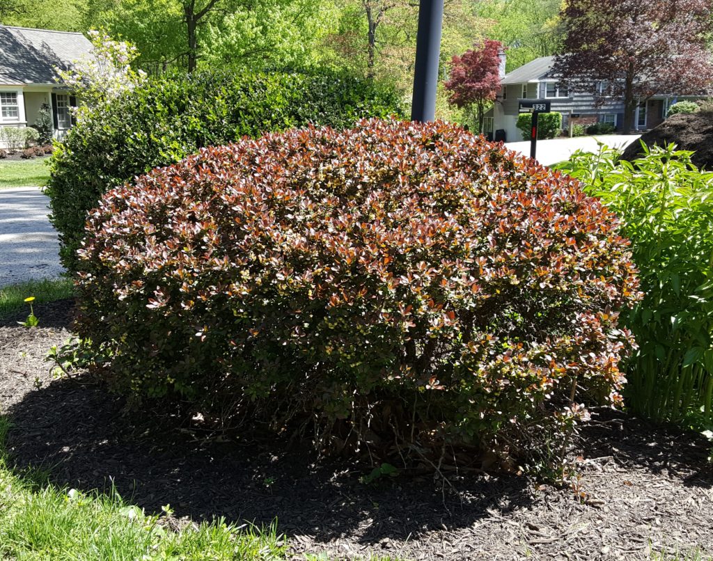 Japanese barberry