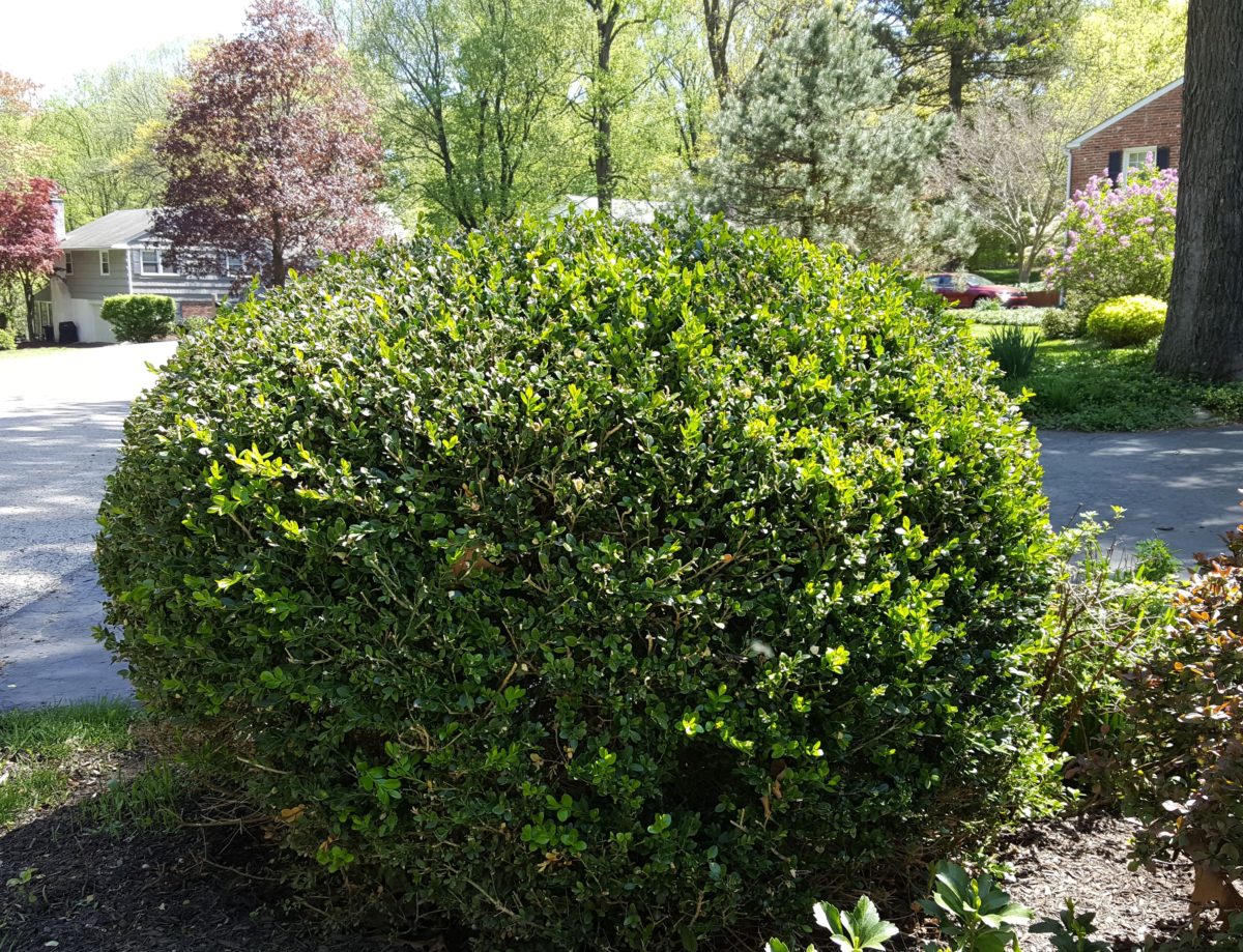deer resistant shrubs for the Northeast