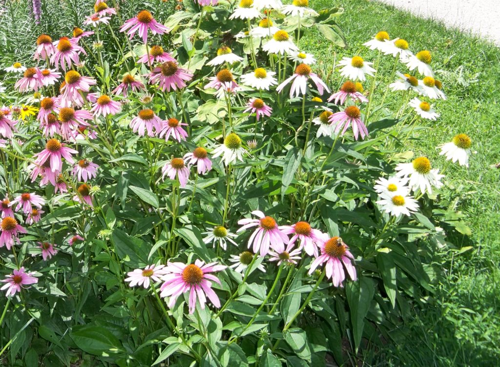 Deer resistant perennials: Coneflower