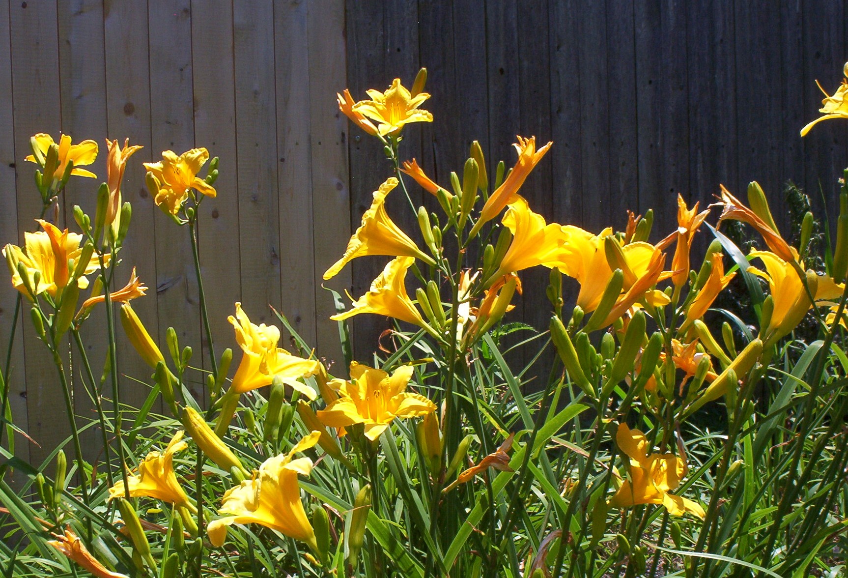 deer resistant perennials for the Northeast