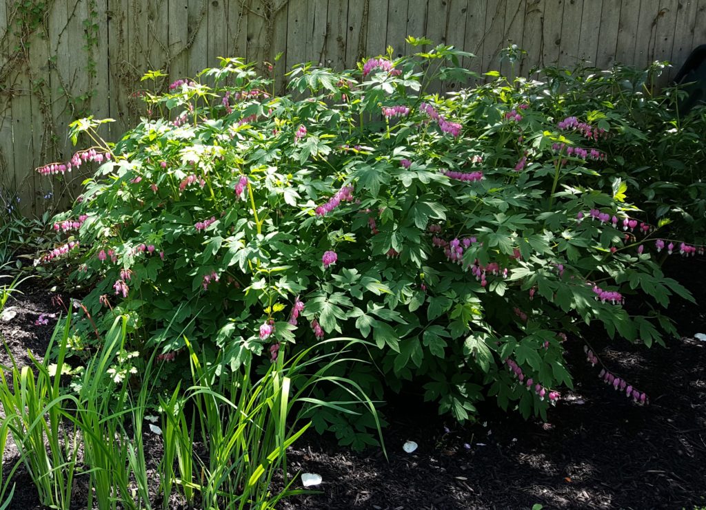 Deer resistant perennials: Bleeding heart