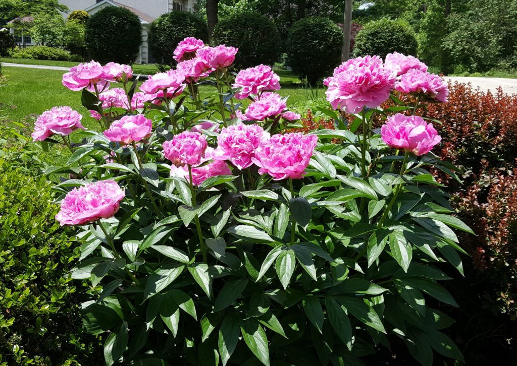 Deer resistant perennials: Peony