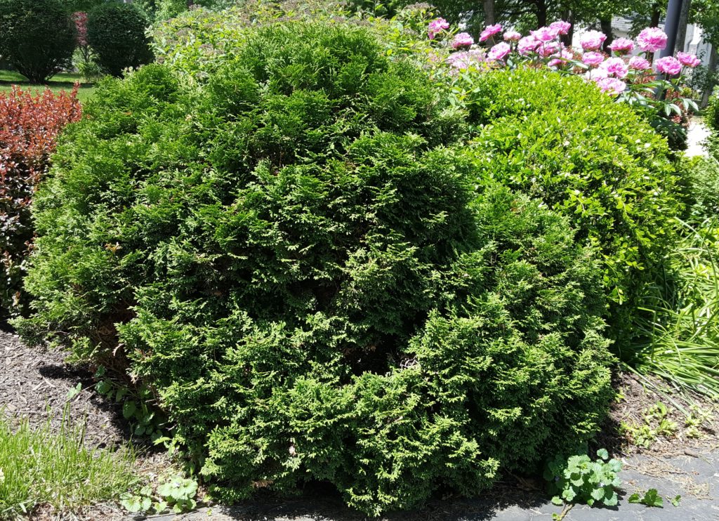 Dwarf Arborvitae