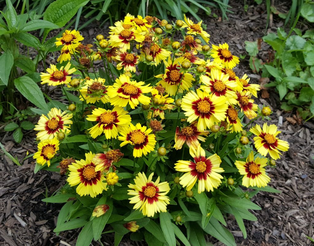 Deer resistant perennials: Tickseed