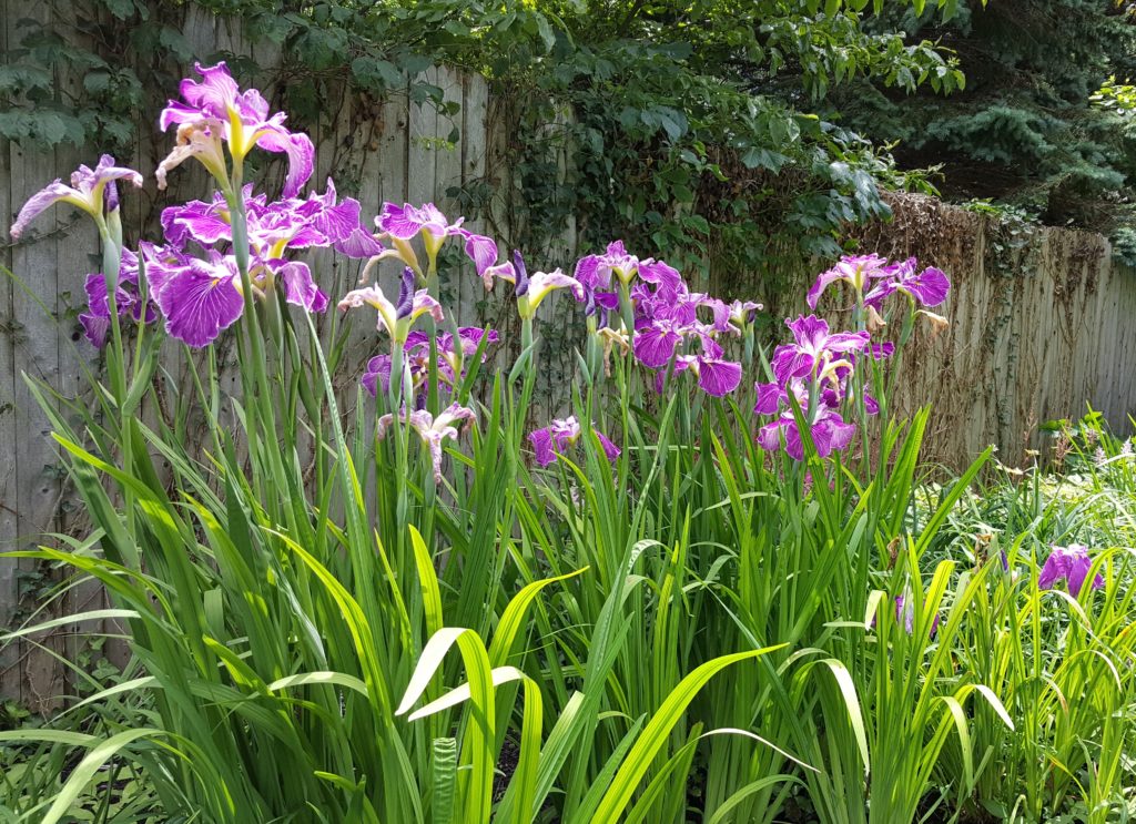 Deer resistant perennials: Japanese Iris