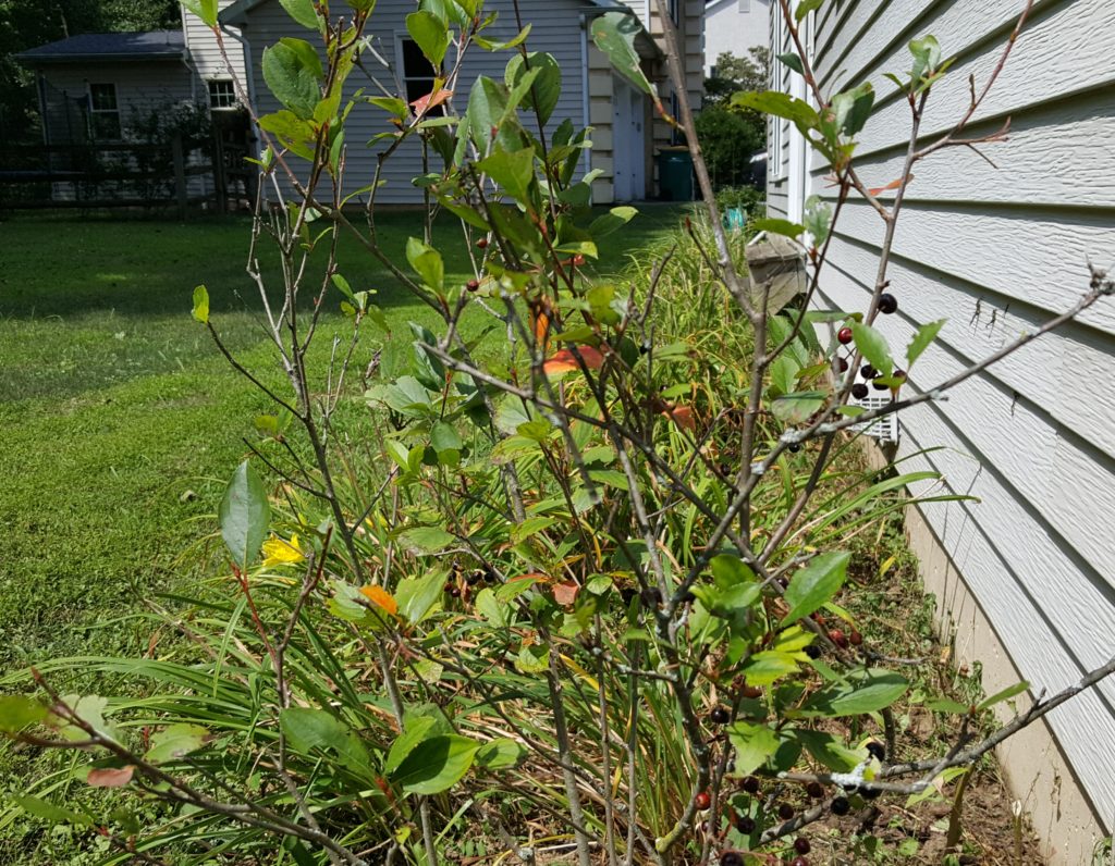 Deer resistant shrubs: Black chokeberry