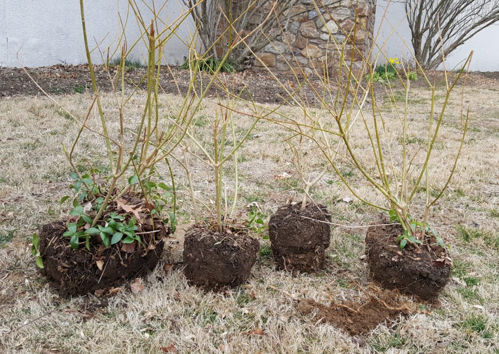 Transplanting the root suckers: Dug-up suckers of forsythia