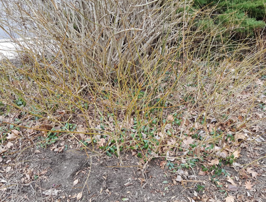 Transplanting the root suckers: Forsythia with suckers