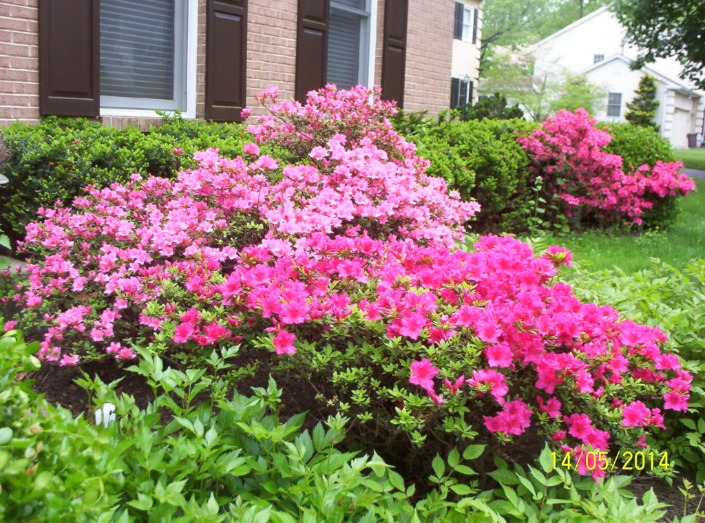 Deer resistant landscaping designs: Semi-shady border