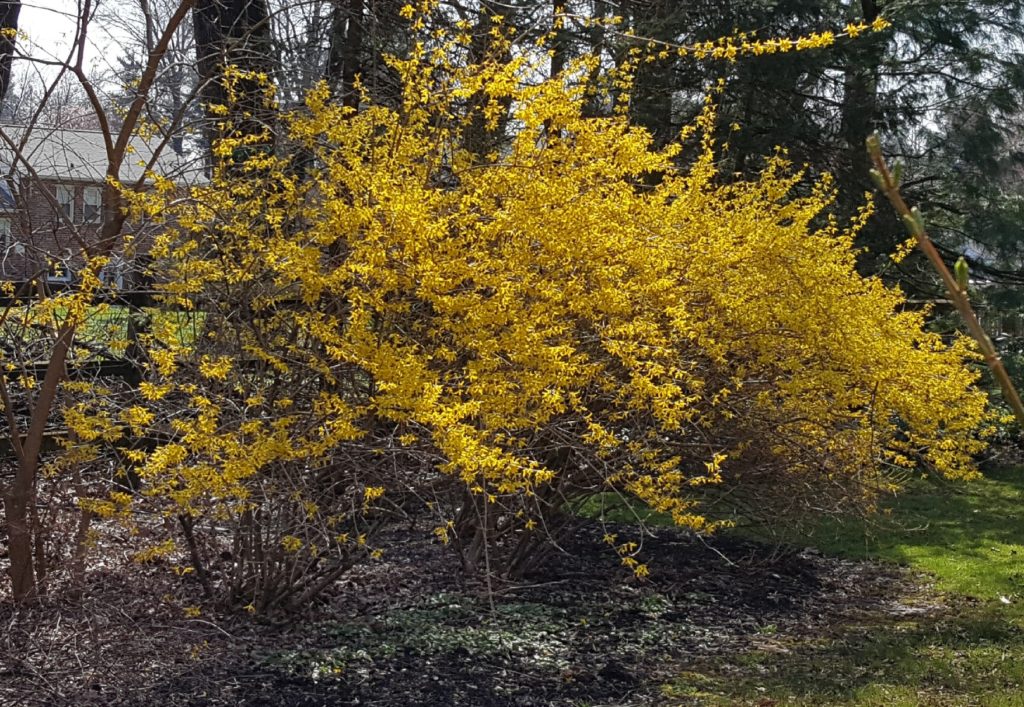 Forsythia