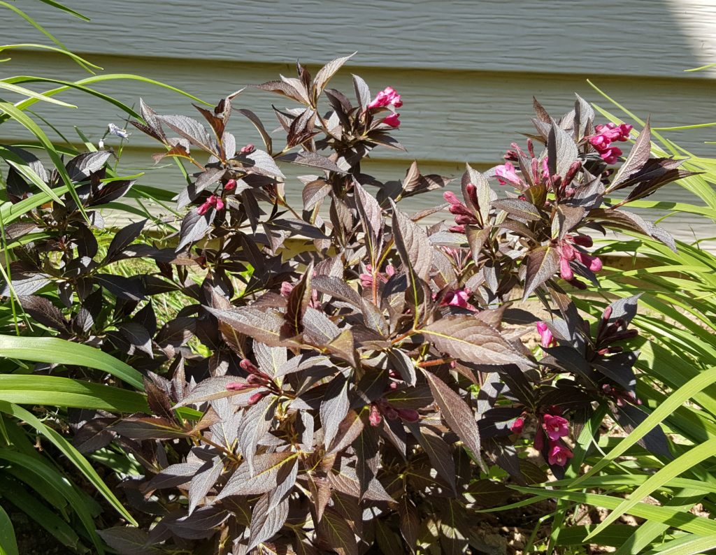 Spilled Wine Weigela