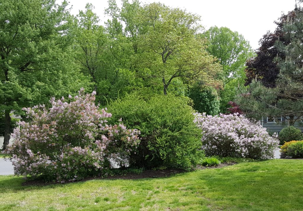 Deer resistant landscaping designs: Sunny shrub island bed