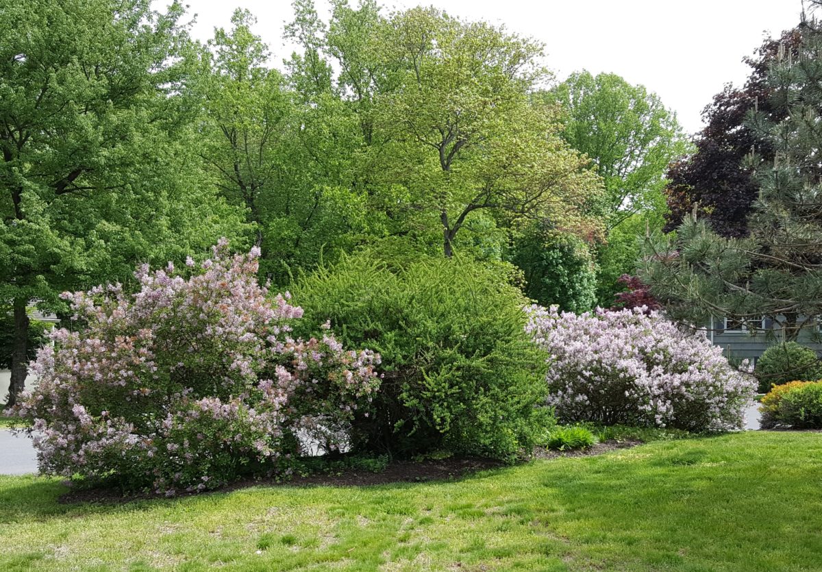 Recommended deer resistant shrubs for the Northeast