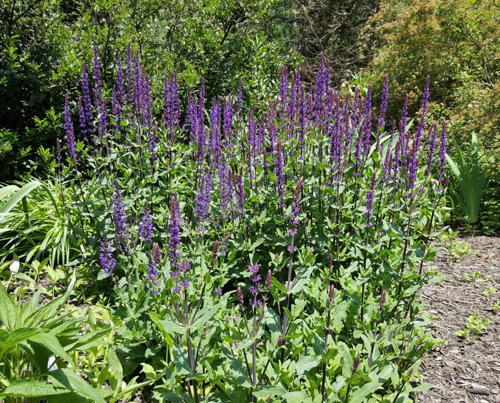 Deer resistant perennials: Salvia