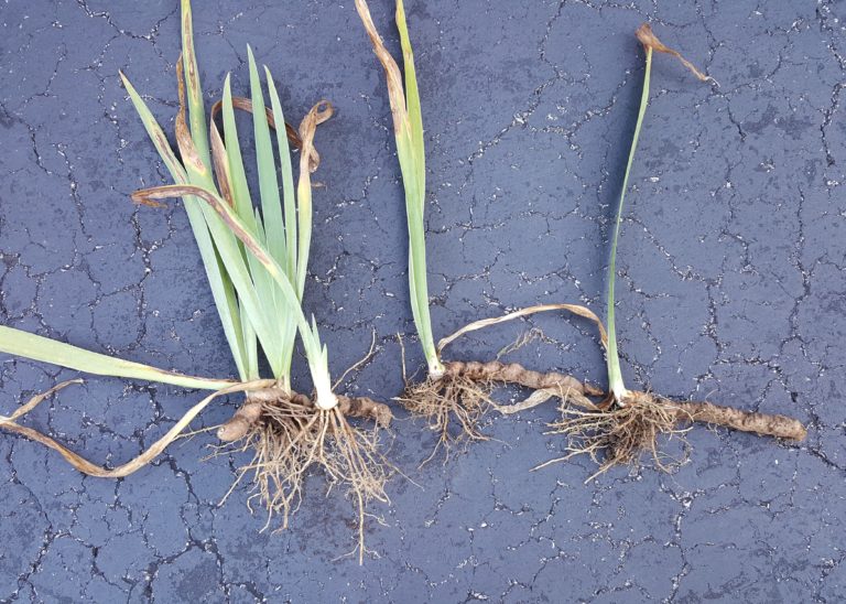 Growing and caring for Irises in the Northeast