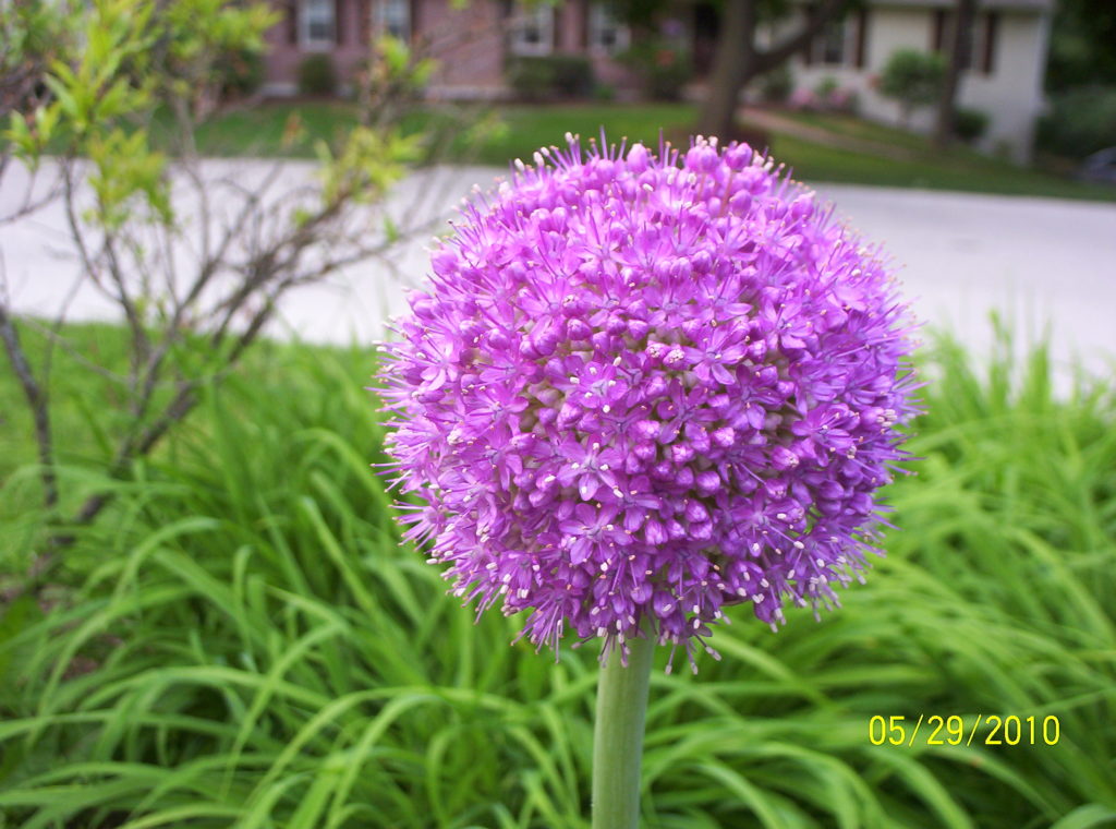 Deer resistant perennials: Ornamental onion