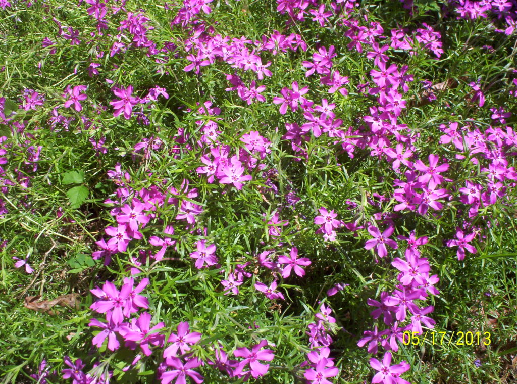 Deer resistant perennials: Creeping Phlox