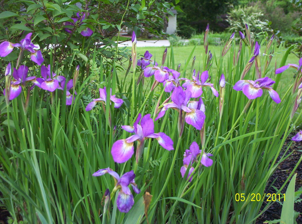 Deer resistant perennials: Siberian Iris
