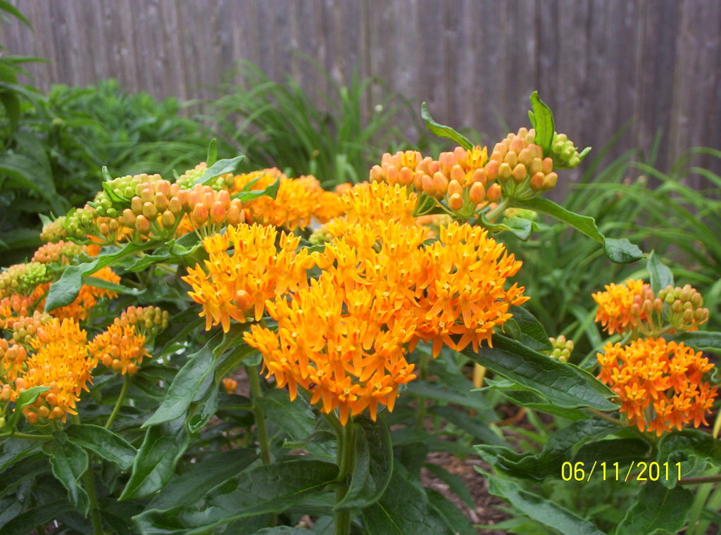 Deer resistant perennials: Butterfly Weed