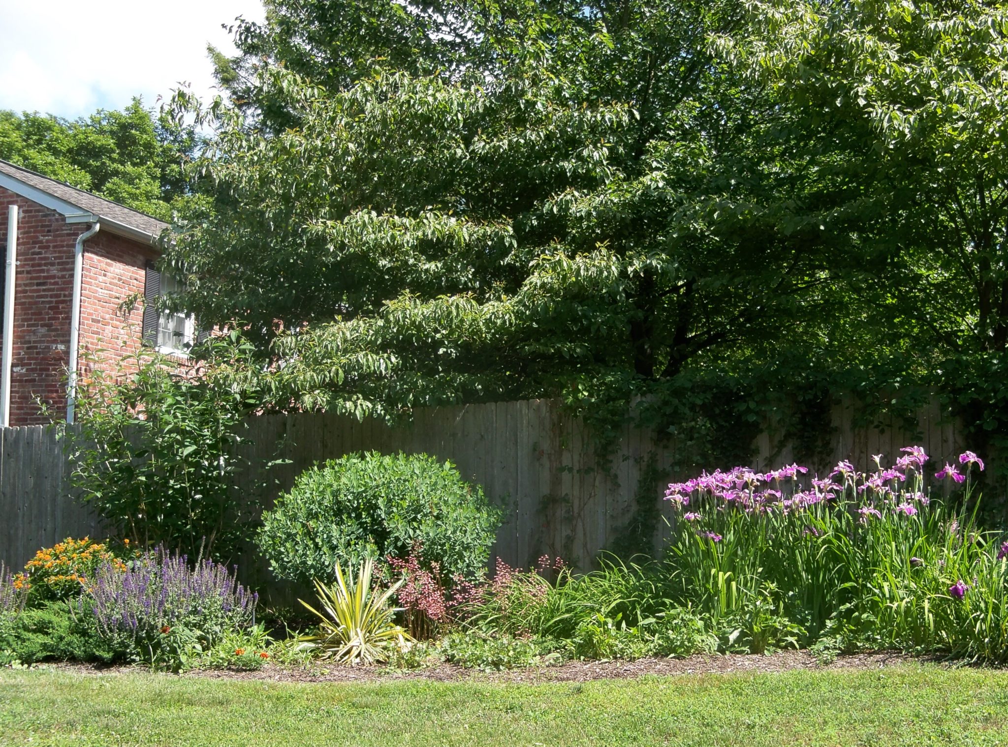 Deer resistant landscaping designs for the Northeast